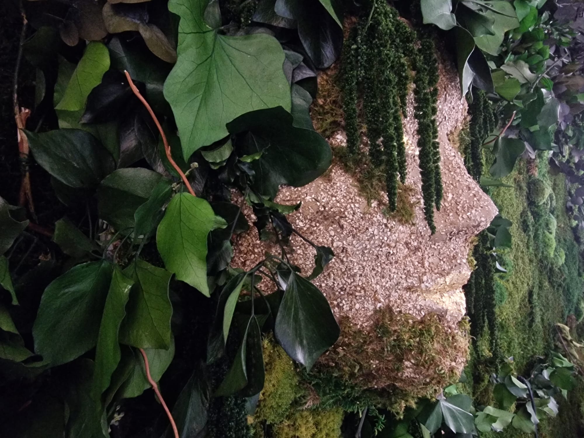 Twarz człowieka, artystycznie stworzona z roślin stabilizowanych np. mchu.