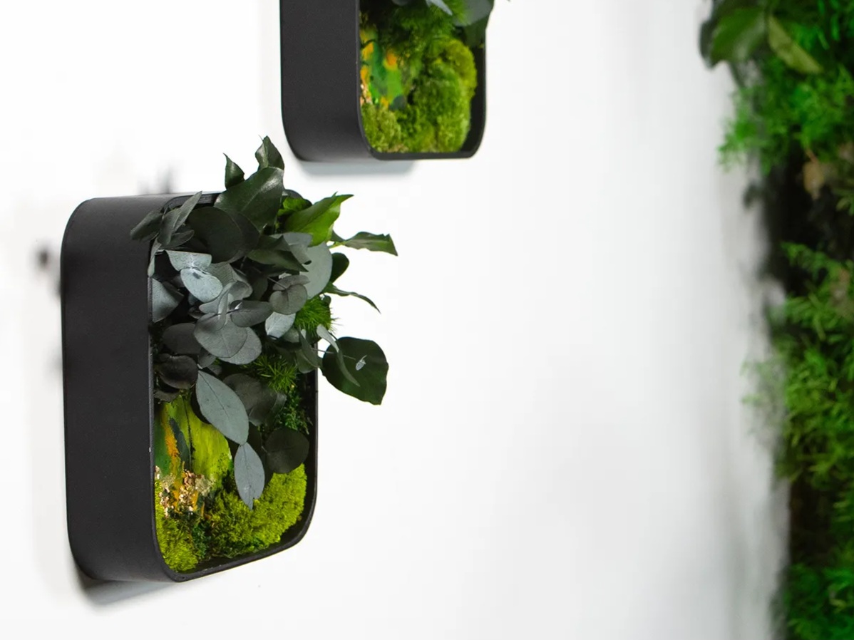 Dekoracje modułowe w ramce z roślin stabilizowanych wiszą na ścianie.