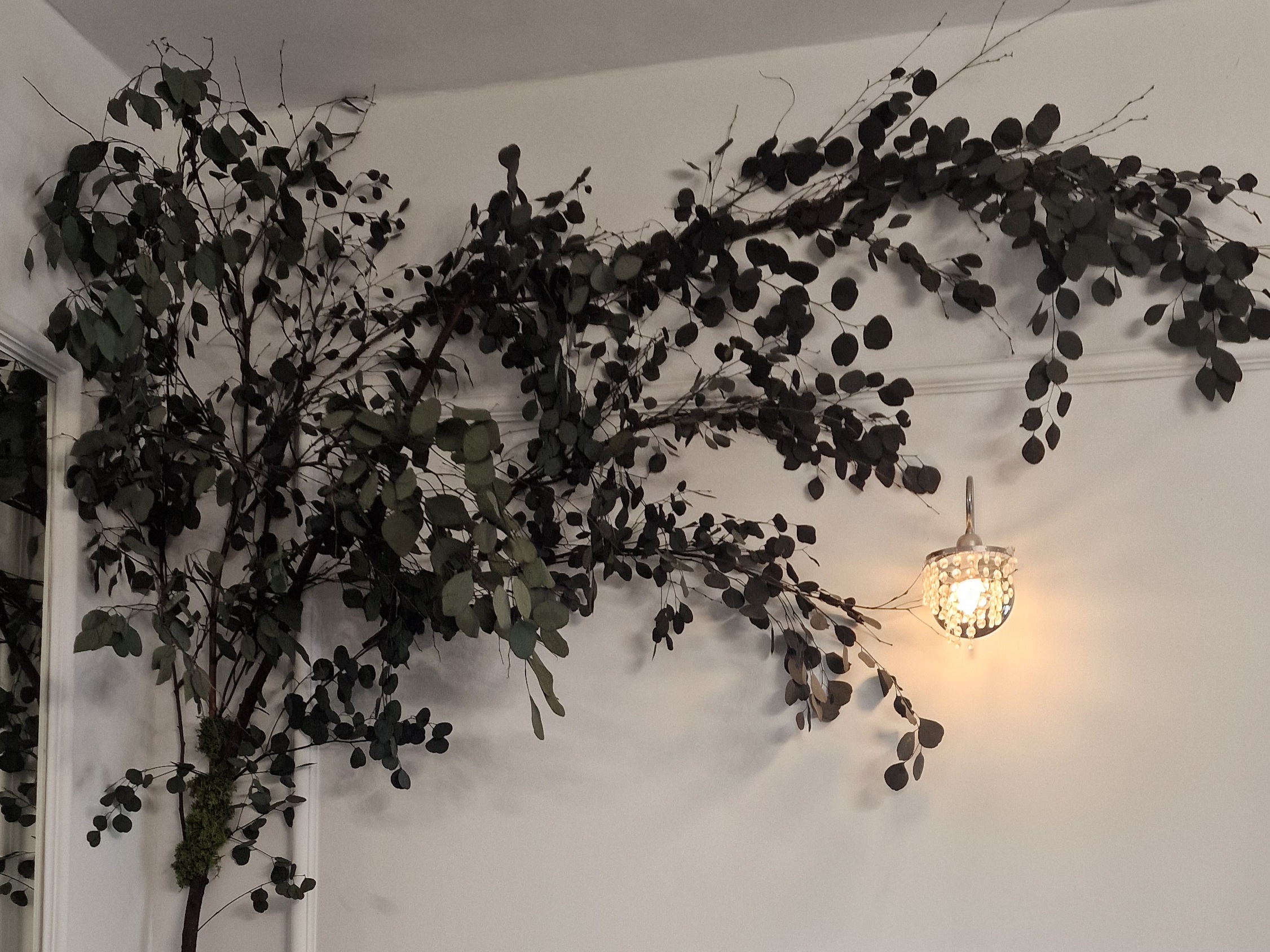 Gałązki rośliny stabilizowane