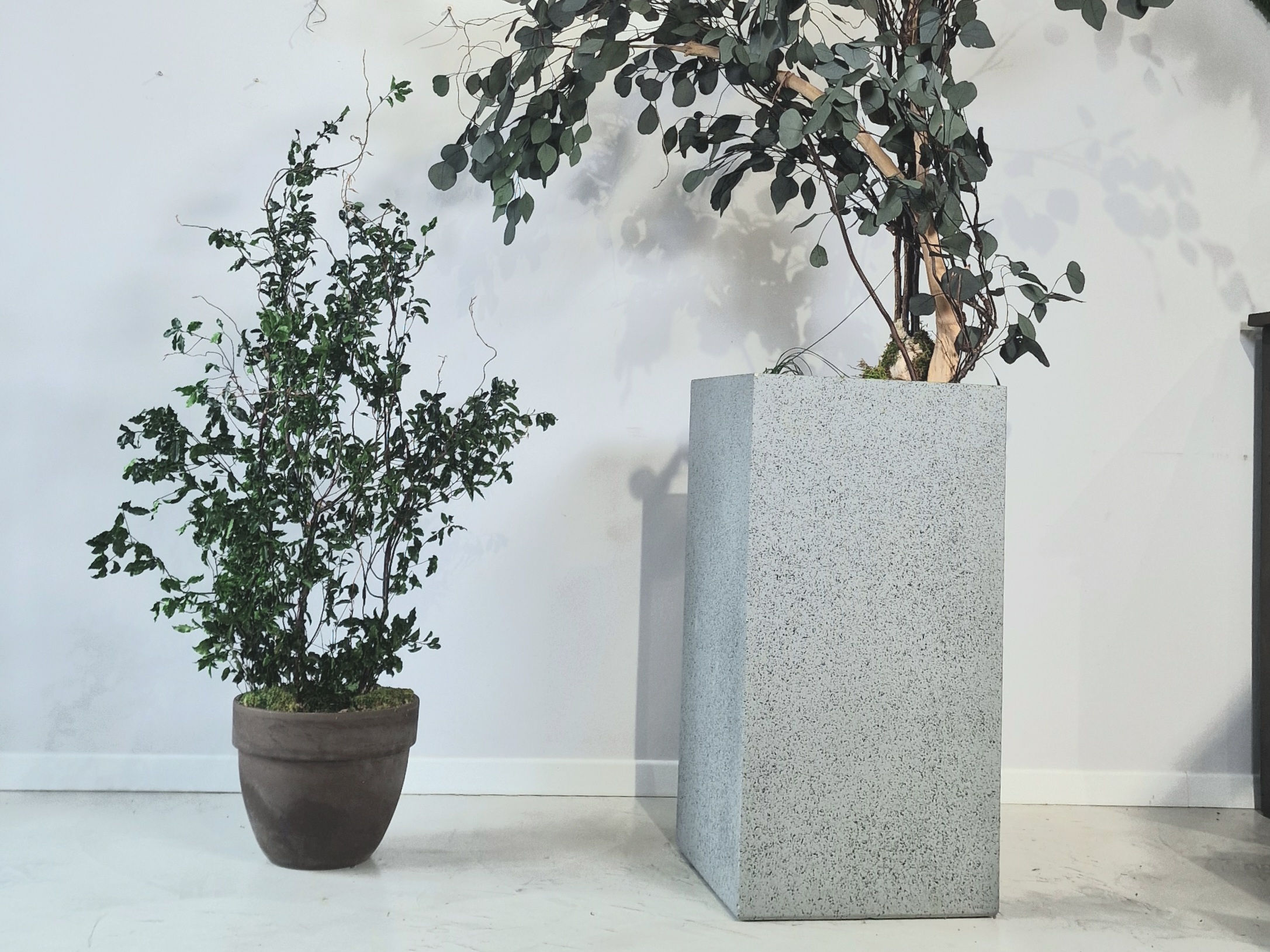 Drzewo stabilizowane, przepiękne w białej donicy. 