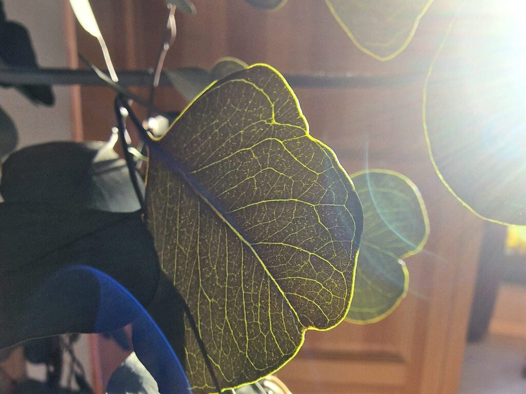 Zbliżenie na strukturę mchu poduszkowego i zielonych roślin stabilizowanych Artatelier w luksusowym wnętrzu.