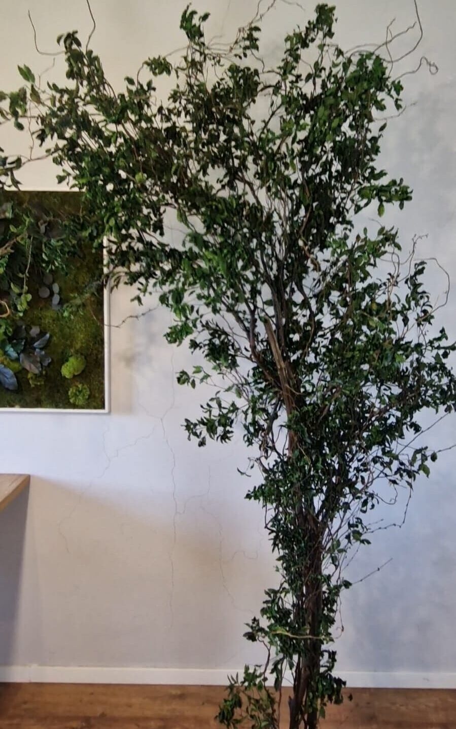 Stabilizowane drzewo Artatelier w stylu klasycznym o naturalnej barwie drewna.