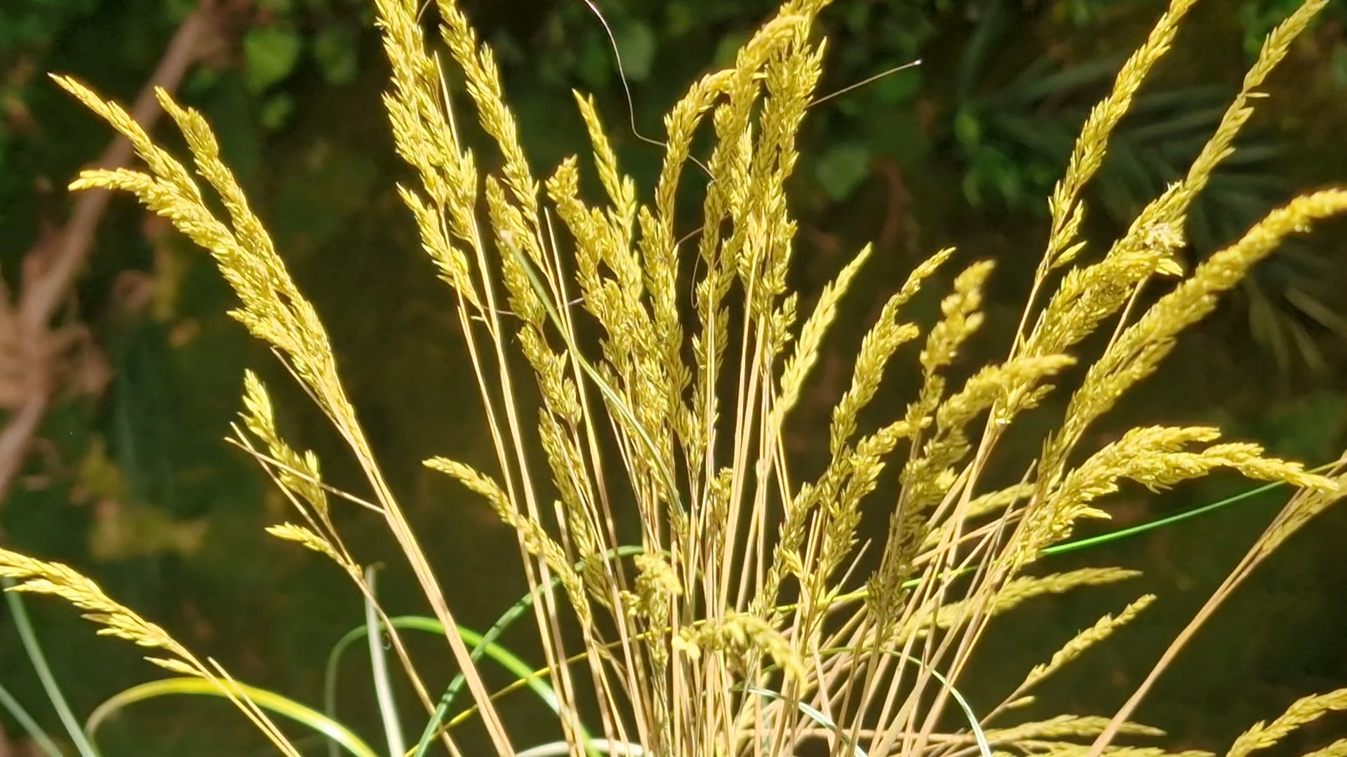 Zielona ściana z naturalnych roślin stabilizowanych i mchu w nowoczesnym wnętrzu.